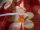 Organzastoff Gardinenstoff Karo rot mit Blumen in gelb