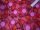 Baumwollstoff rosa pink kariert mit Blumen und Mustern