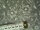 Baumwollstoff Patchworkstoff grau mit hellgrauen Blumen