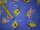 Baumwollstoff bedruckt royalblau "Spongebob"