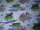 Baumwollstoff blau meliert mit Motiven (Fisch im Wasser)