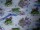 Baumwollstoff blau meliert mit Motiven (Fisch im Wasser)